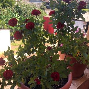 Meet your Posher, Yessica